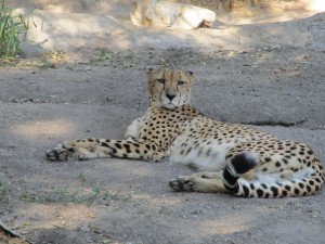 The San Antonio Zoo is a fun neighborhood spot for those living in Monte Vista or Alamo Heights